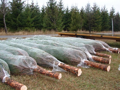 Les sapins de grande taille, jusqu'à 10 m, sont tous livrés emballés sous filet, pour protéger les branches pendant le transport