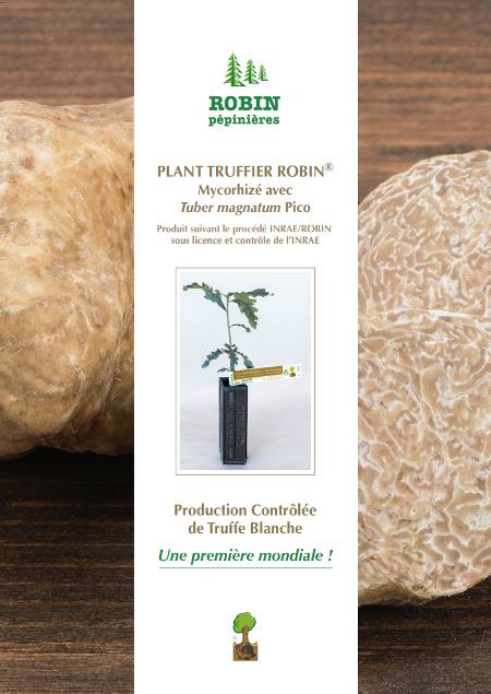 Plaquette Tuber Magnatum