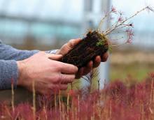 Les pépinières Robin sont maitrise de bout en bout la mycorhization appliquée aux jeunes plants forestiers (résineux ou feuillus)