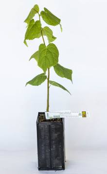 Jeune plant forestier feuillu Jeune plant forestier feuillu