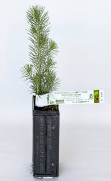 Jeune plant forestier mycorhizé haute performance Jeune plant forestier mycorhizé haute performance