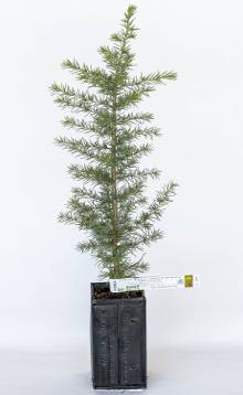 Jeune plant forestier résineux Jeune plant forestier résineux