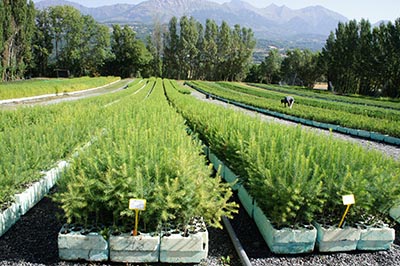 The guarantee of recovery of Robin Nurseries plants: a guarantee of quality and seriousness