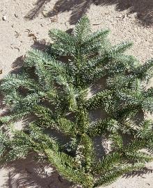 Branch of natural Nordmann fir