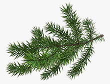 Branche de sapin naturel Nordmann Branche de sapin naturel Nordmann