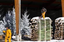 Imballaggio e pallettizzazione di alberi di Natale