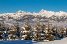 The Robin fir trees are cultivated in the Champsaur valley, at 1250 meters elevation, facing the Vieux Chaillol...
