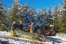 Wrapping Christmas trees in a protective net