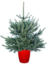 Christmas tree Colorado blue spruce