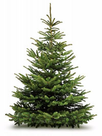 Christmas tree common spruce