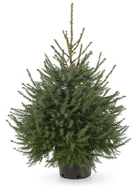 Serbian Spruce Christmas tree