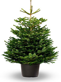 Nordmann Fir Christmas tree