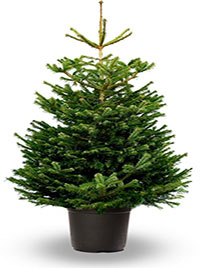 Sapin de noel nordmann