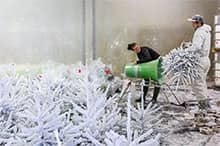 Préparation des sapins de Noël décoratifs dans l'atelier de flocage ROBIN