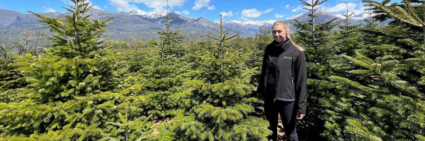 Robin Vivai, produttore di alberi di Natale dal 1948