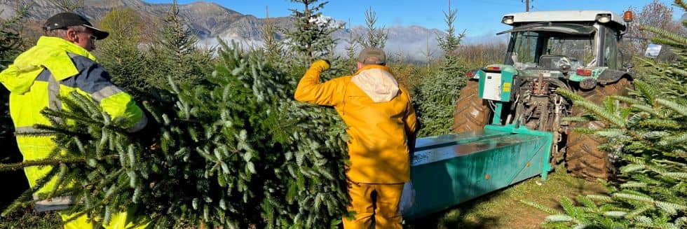 For more than 60 years, Robin Nurseries has been deploying logistics and important technical means to be able to produce and market more than 600,000 Christmas trees each fall