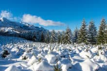 Atmosfera invernale in una delle piantagioni di alberi di Natale di Robin Vivai