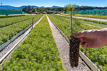 Nos sapins poursuivent leur croissance en godet anti chignon