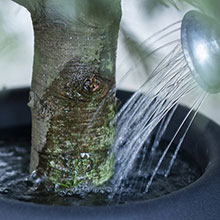 With careful watering, you should be able to keep a tree in good condition for up to four weeks