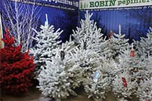Naturale, smaltato, floccato, scintillante o luminoso... ROBIN Vivai vi offre un'ampia gamma di alberi di Natale decorativi