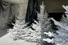 Natural, glazed, flocked, glittering or luminous... ROBIN Nurseries offers you a wide range of decorative Christmas trees
