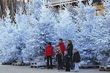 Féérie de Noël grâce aux sapins glacés (disponibles jusqu'à 10m de hauteur)