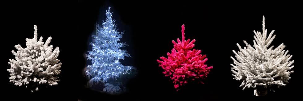 Robin Nurseries offers a wide range of decorative Christmas trees