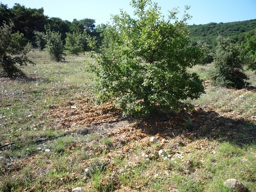 Plantation de M BONDIL réalisée avec des plants truffiers ROBIN élevés en godet ROBIN ANTI-CHIGNON® produits sous licence et contrôle de l’INRA, 8 ans après plantation 60% des arbres produisent.