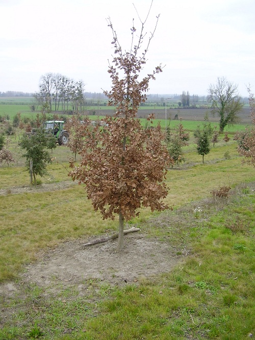 Plantation de M Derouineau Quercus ilex et Quercus pubescens truffié Robin, âgés de 7 ans, très beau brûlé sous la majorité des arbres et les 1ères truffes sont déjà là.
