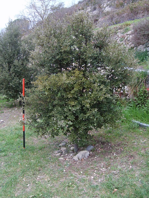 Quercus ilex truffier ROBIN mycorhizés avec Tuber melanosporum âgés de 11 ans, ces arbres ont donné leur 1ère truffe 6 ans après plantation