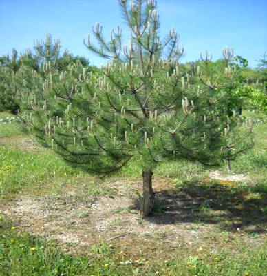 Plantation de M DAUTUN âgée de 7 ans réalisée avec des plants truffiers ROBIN mycorhizés avec Tuber uncinatum produits sous licence et contrôle de l’INRA de nombreux arbres brûlent et les 1ères truffes ont été récoltée 7 ans après plantation.