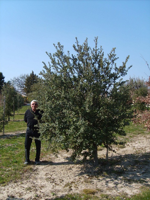 M MASSONET dans sa plantation de Quercus ilex élevés en godet ROBIN ANTI-CHIGNON®R1.5L  mycorhizés avec Tuber melanosporum sous licence et contrôle de l’INRA, première récolte 5 ans après plantation.