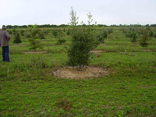 Plantation truffière de Mme et M  GIRAUD (17) réalisée avec des plants truffiers ROBIN et des arbres CHAMPION®, 4 ans après plantation 97% des arbres brûlent et 6% des arbres ont commencé à produire.