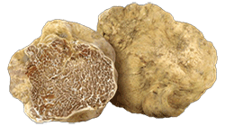 Growing white truffles from a pubescent oak plant