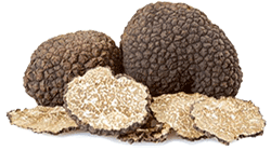 Growing summer truffles from an evergreen oak plant