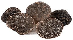 Growing black truffles from an evergreen oak plant