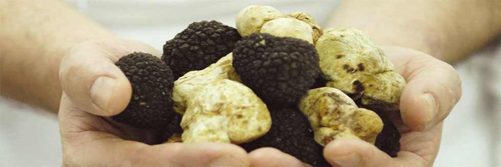 Need to know more about truffle growing? We explain how to cultivate them and which variety to choose