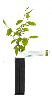 Plant truffier de charme houblon destiné à générer des truffes de bourgogne