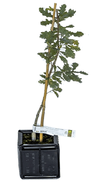 Planta trufera de roble pedunculado para producir trufas negras del Périgord