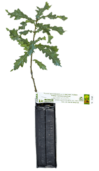 Plant truffier de chêne chevelu destiné à produire des truffes noires du Péridord