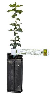 Plant truffier de chêne kermès destiné à produire des truffes noires du Péridord