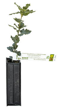 Evergreen oak truffle plant intended to generate black truffles