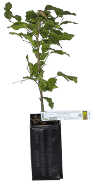 Commum beech truffle plant intended to generate burgundy truffles