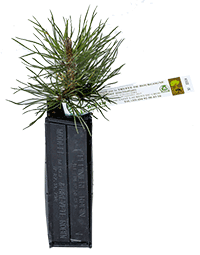 Austrian black pine truffle plant intended to generate black truffles