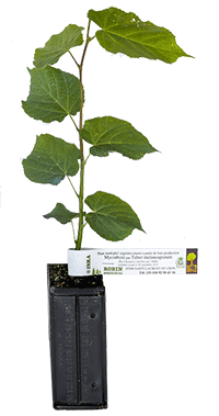 Basswood truffle plant intended to generate black truffles