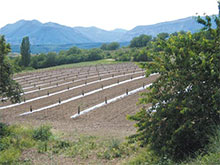 Piantagione di piante di tartufo ROBIN effettuata da noi a Eyguians 05