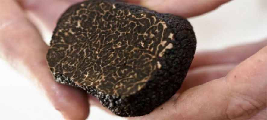 plants mycorhizés pour la production de truffes