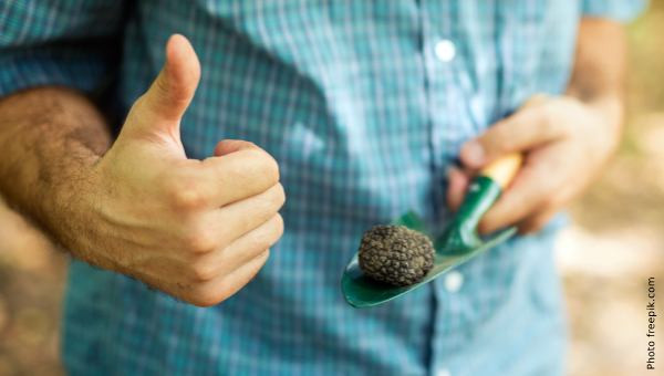 Truffle growing: a promising alternative for farming
